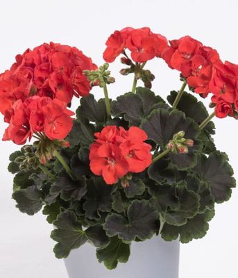 Pelargonia rabatowa Chocolate Fire