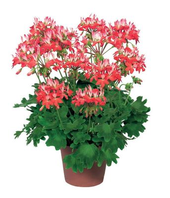 Pelargonia rabatowa Fireworks Red-White