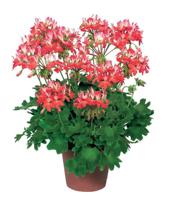 Pelargonia rabatowa Fireworks Red-White