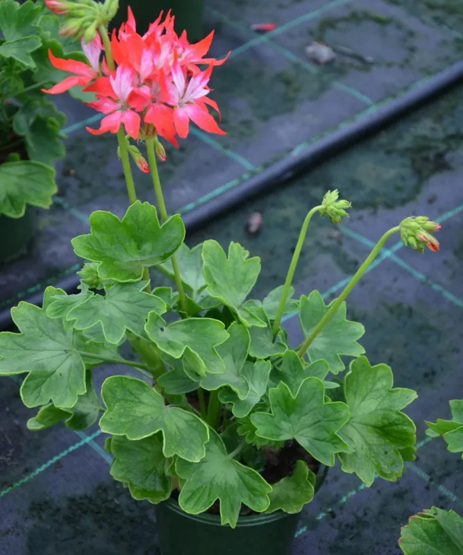 Pelargonia rabatowa Fireworks Red-White - sadzonka