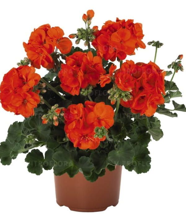 Pelargonia rabatowa Green Idols Orange
