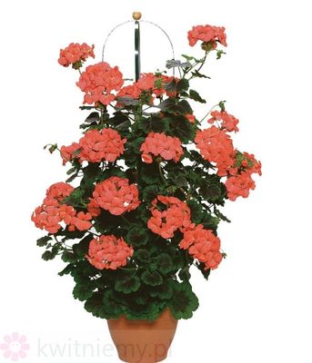 Pelargonia Antic Orange Tikorg – pomarańczowe kwiaty w przewieszającym pokroju