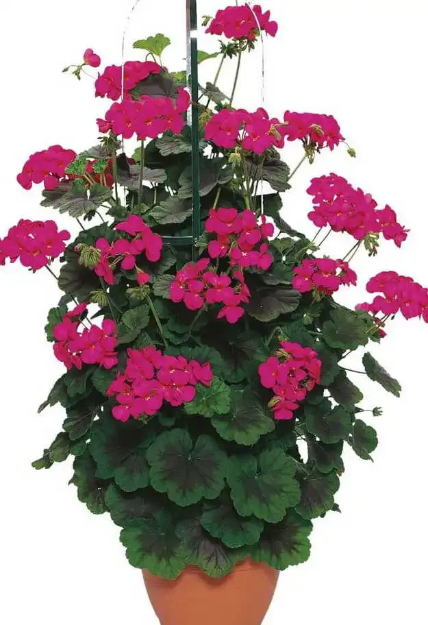 Pelargonia Pnąca Antik Violet