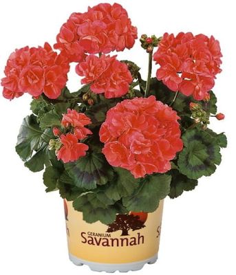 Pelargonia rabatowa Savannah™ Oh So Orange