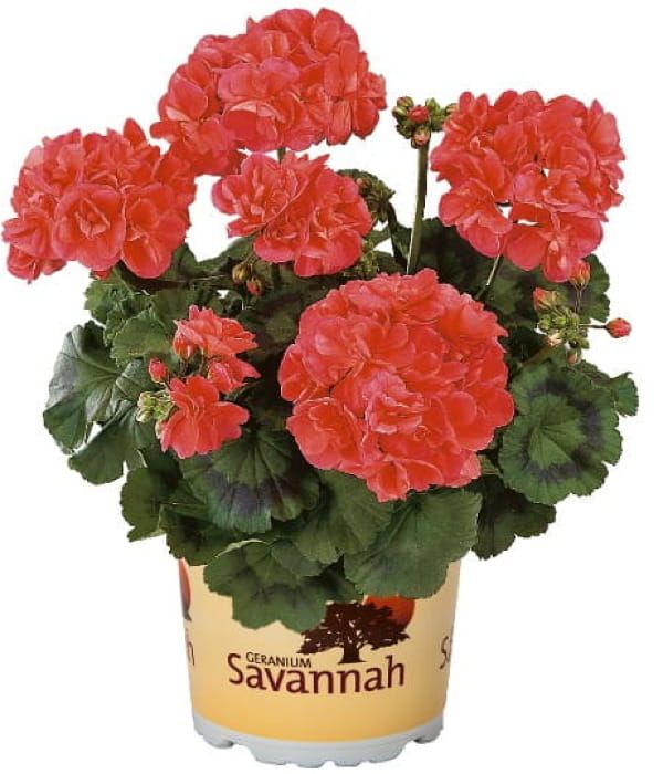 Pelargonia rabatowa Savannah™ Oh So Orange