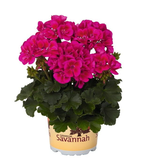 Pelargonia rabatowa Savannah™ TexMex Merlot Sizzle