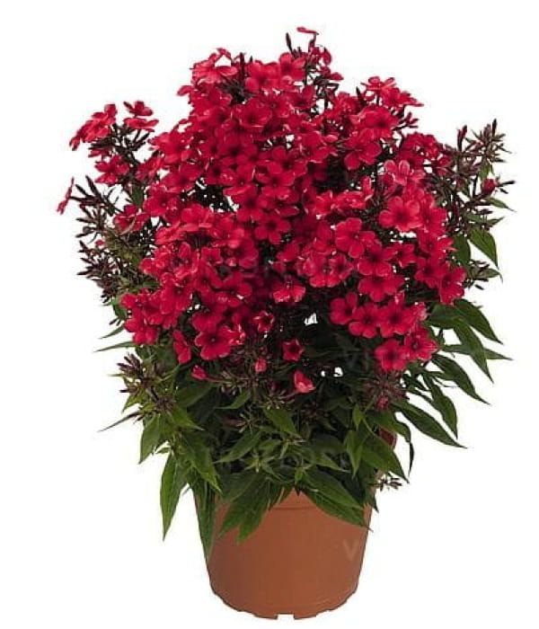 Phlox Early® Red