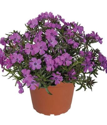 Phlox subulata Spring® Purple
