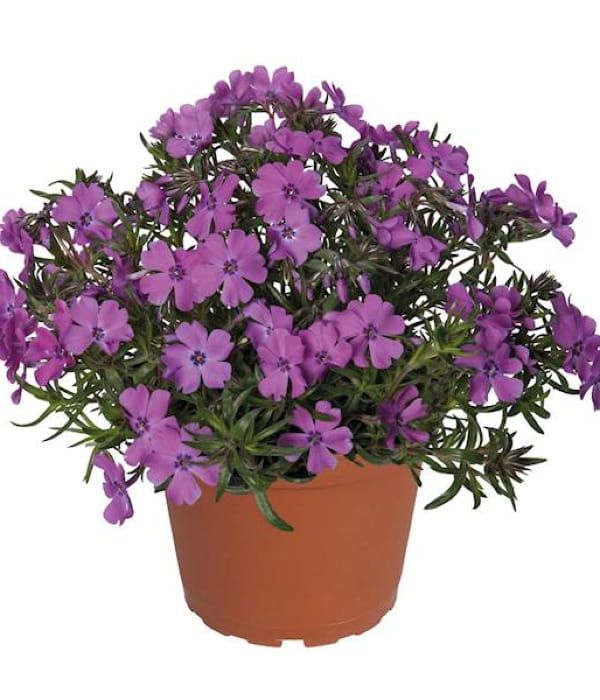 Phlox subulata Spring® Purple