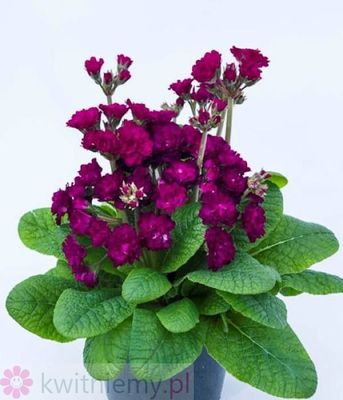 Primula Pretty Polly Burgundy – pełne burgundowe kwiaty pierwiosnka