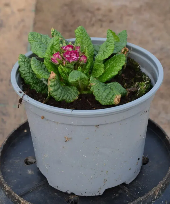 Primula Pretty Polly Burgundy sadzonka