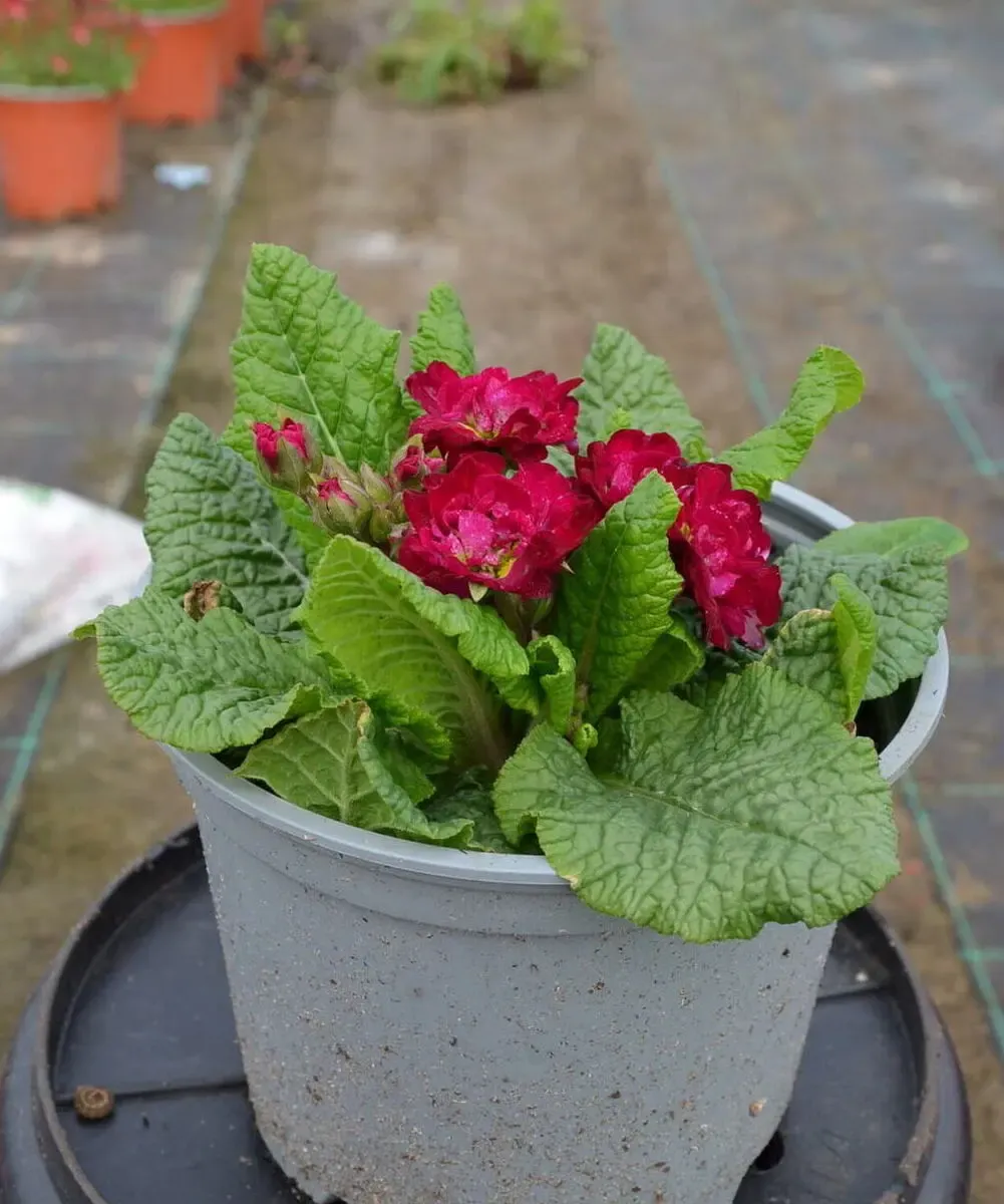 Primula Pretty Polly Burgundy - sadzonka w doniczce