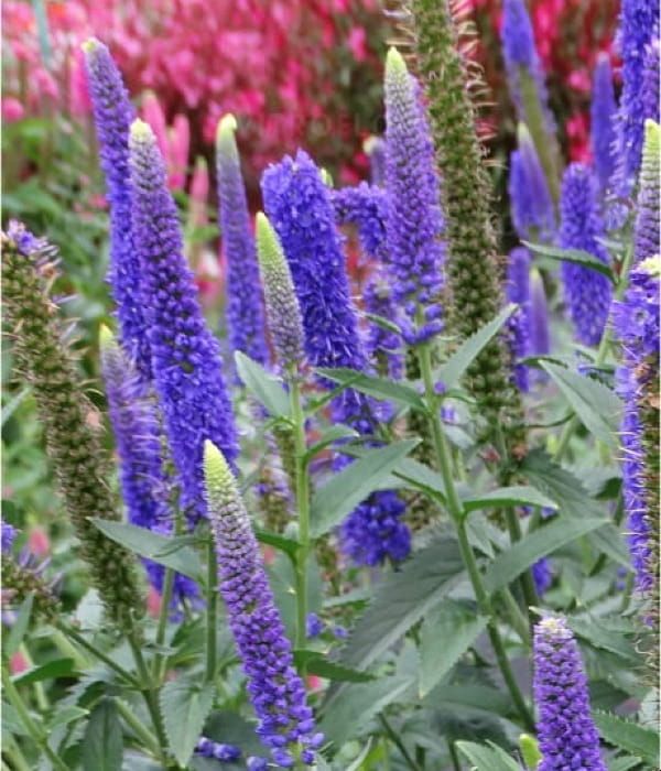 Przetacznik First Glory