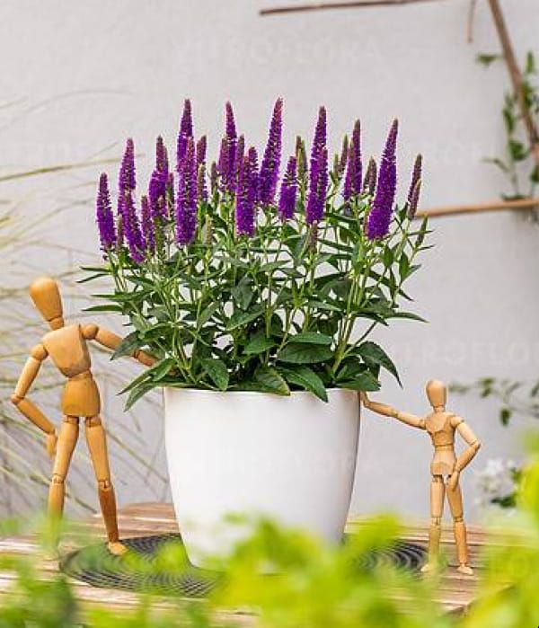 Przetacznik 'Lancita Purple'