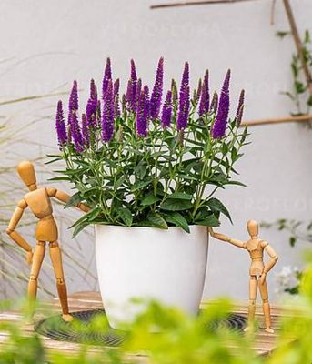 Przetacznik 'Lancita Purple'