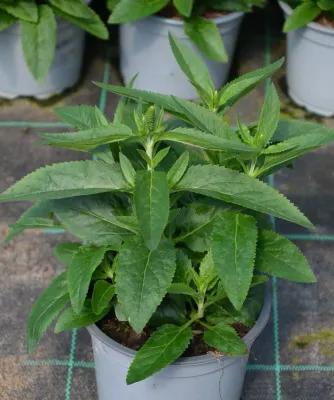 Przetacznik 'Lancita Purple'
