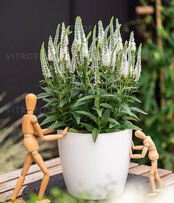 Przetacznik 'Lancita White'