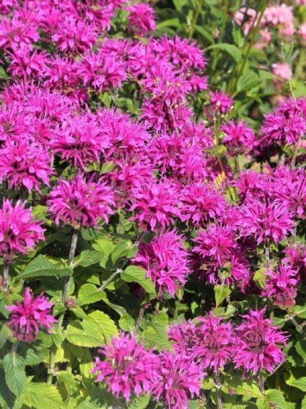 Monarda Baby Spice – kompaktowa bylina o różowych kwiatostanach