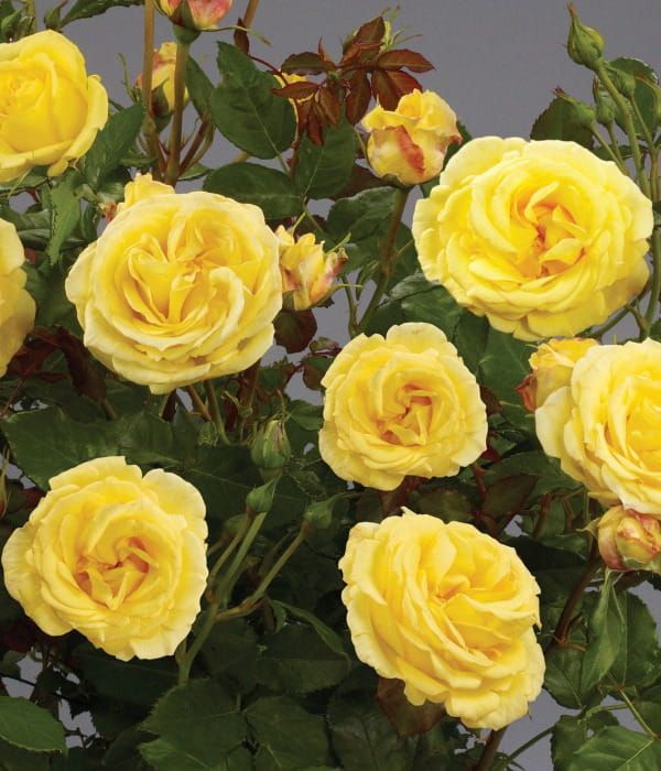 Róża National Parks® 'Ecrins' – pachnąca róża rabatowa