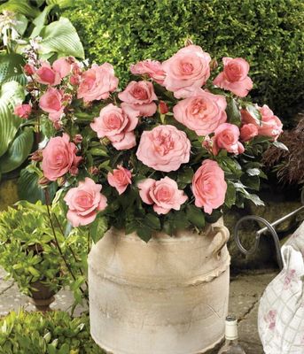 Róża National Parks® 'Elaine Paige' – pachnąca róża rabatowa