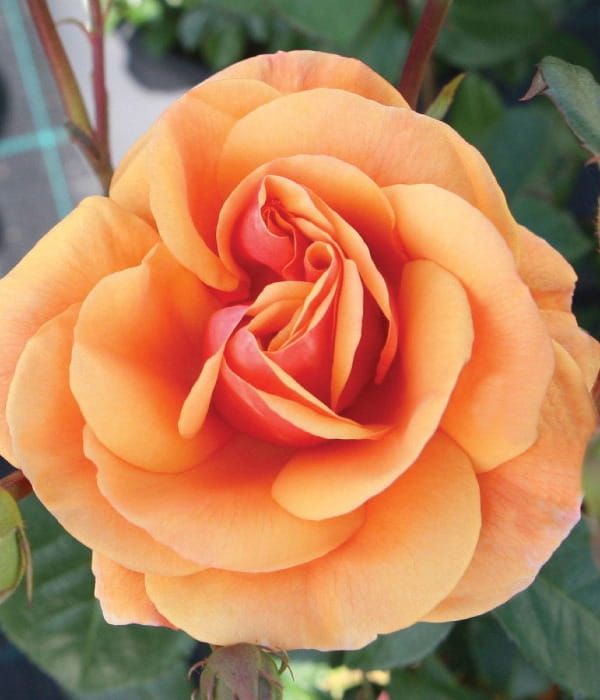 Róża National Parks® 'Luberon' – pachnąca róża rabatowa