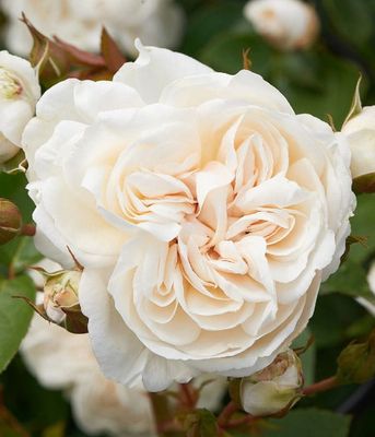 Róża pnąca Courtyard® 'Eisa'