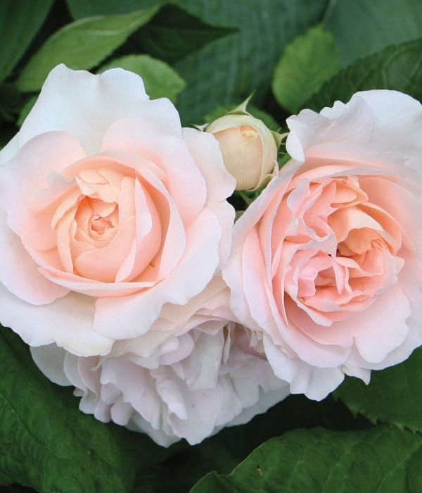 Róża Renaissance® 'Clair'