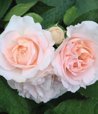 Róża Renaissance® 'Clair'