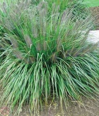 Rozplenica Moudry – bardzo ciemne, niemal czarne kłosy trawy ozdobnej