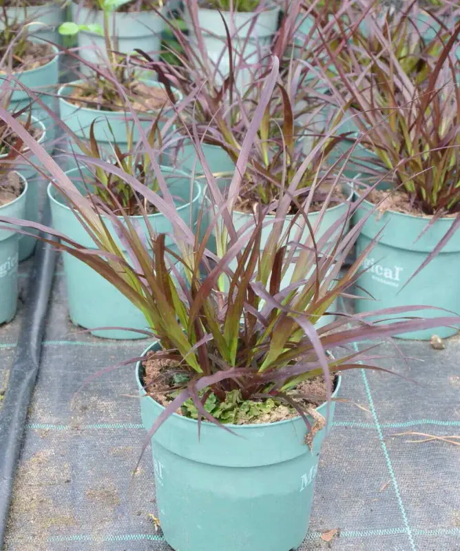 Rozplenica 'Rubens' 