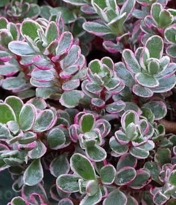 Rozchodnik 'Tricolor'