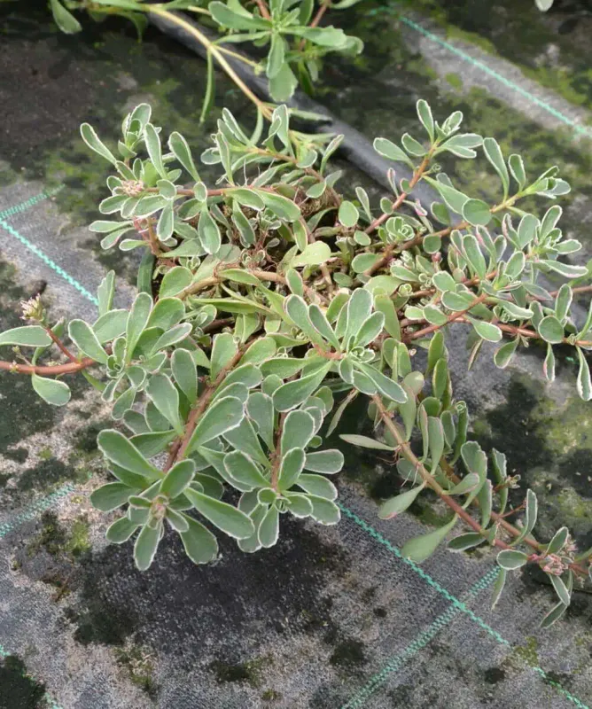 Rozchodnik 'Tricolor' Sedum sadzonka
