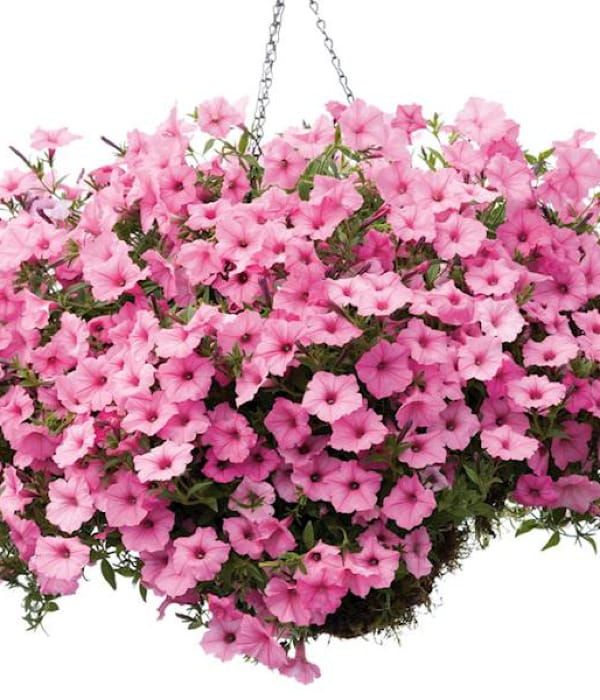 Supertunia VISTA® 'Bubblegum'