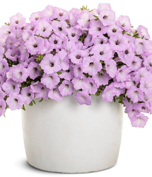 Supertunia VISTA® 'Cool Jazz'