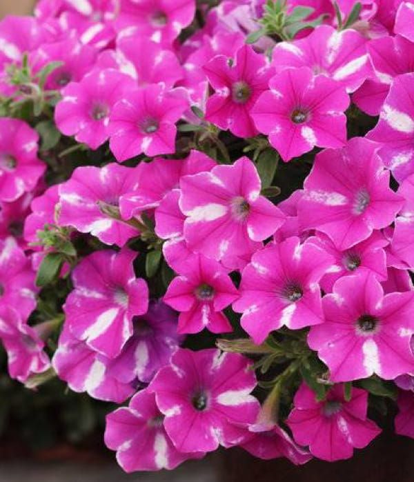 Supertunia VISTA® Raspberry 'Star'