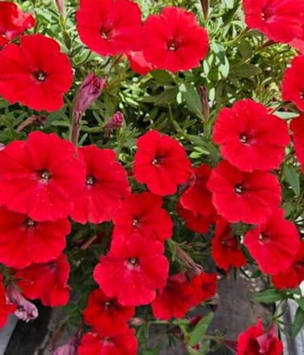 Supertunia VISTA®  'Strawberry'