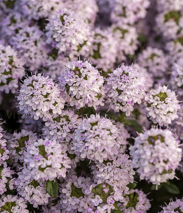 Macierzanka 'longicaulis'- bylina okrywowa