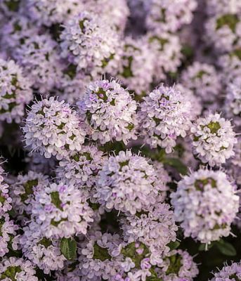 Macierzanka 'longicaulis'- bylina okrywowa