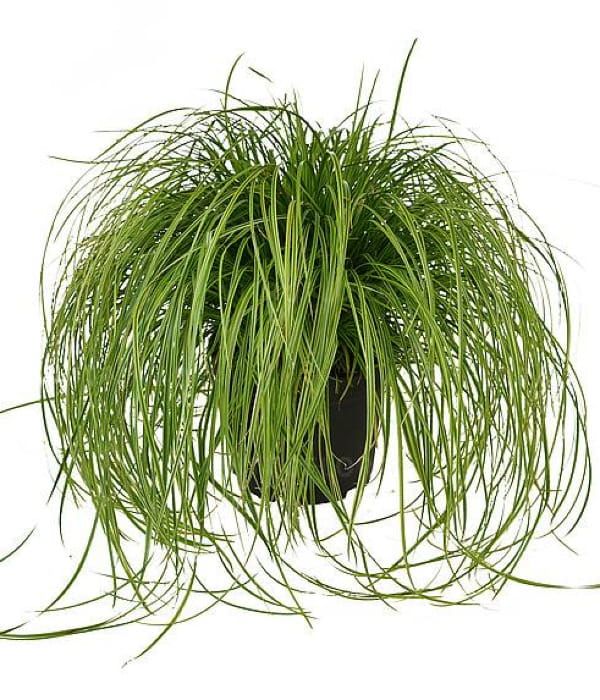 Turzyca 'Gold Fountain'