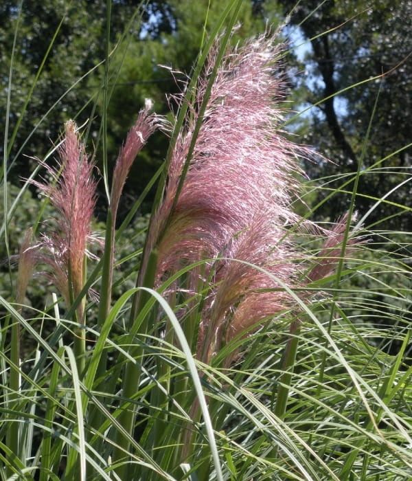 Trawa pampasowa 'Rosea'