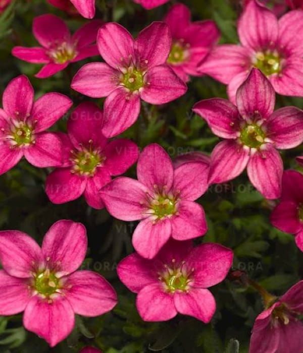 Skalnica 'Alpino Early™ Carnival'