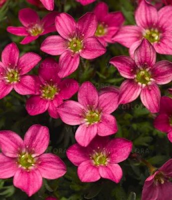 Skalnica 'Alpino Early™ Carnival'