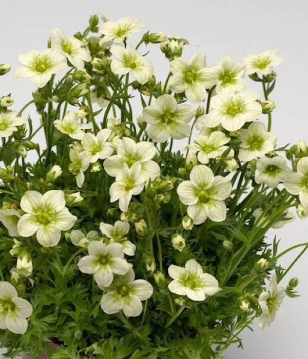 Skalnica 'Alpino Early™ Lime'