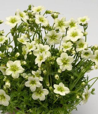 Skalnica 'Alpino Early™ Lime'