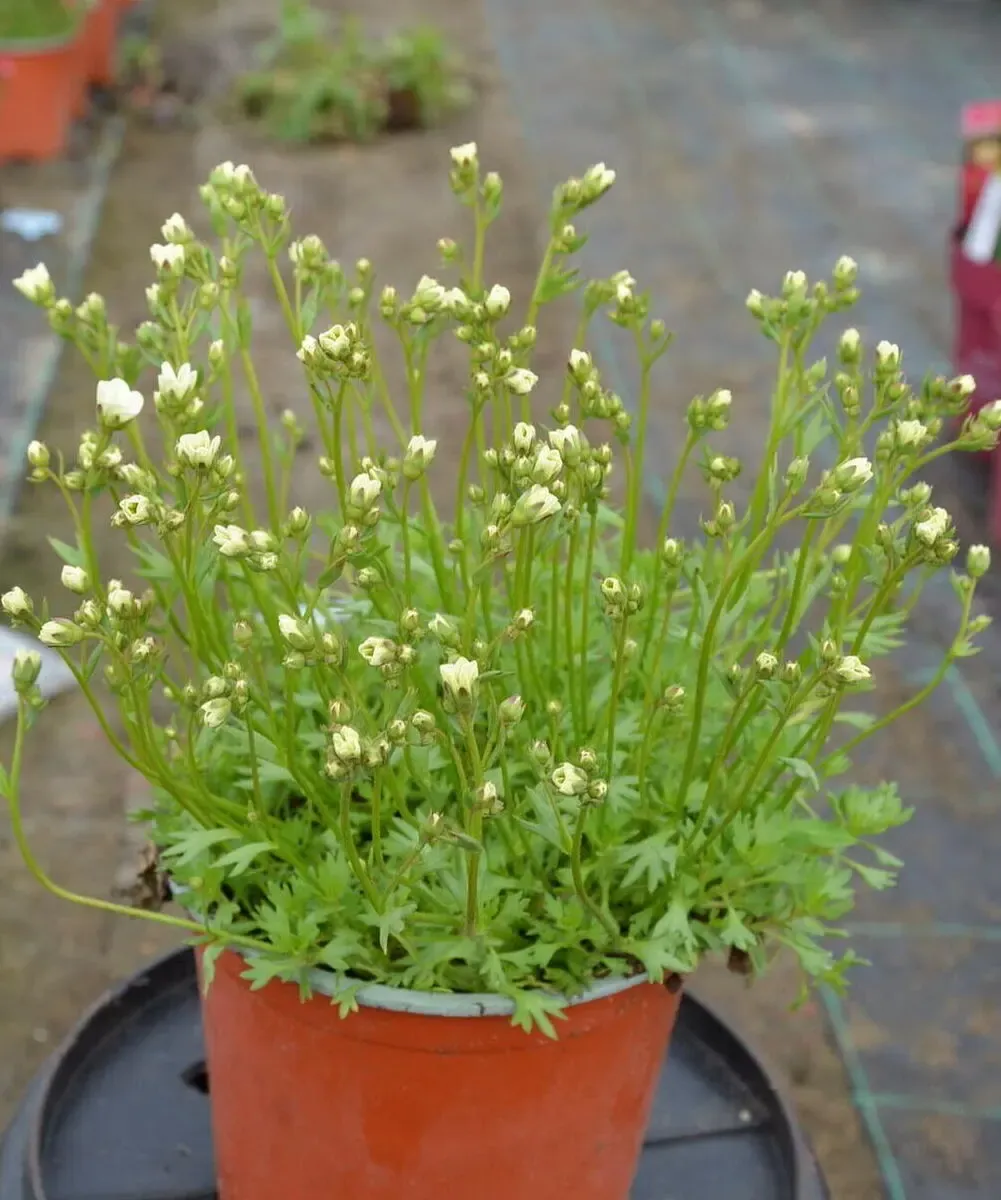 Skalnica 'Alpino Early™ Lime' - sadzonka w doniczce