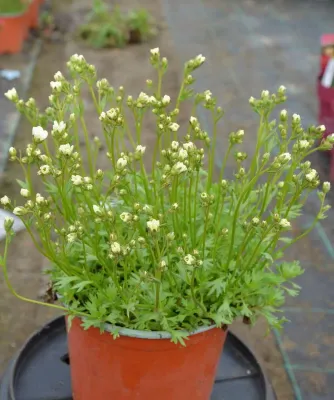Skalnica 'Alpino Early™ Lime' - sadzonka w doniczce