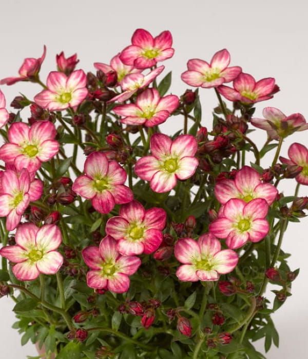 Skalnica 'Alpino Early™ Picotee'