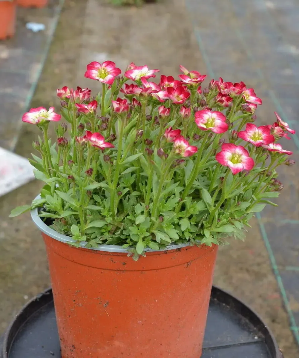 Skalnica 'Alpino Early™ Picotee' - sadzonka w doniczce