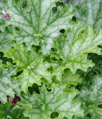 Żurawka 'Lime Swizzle'