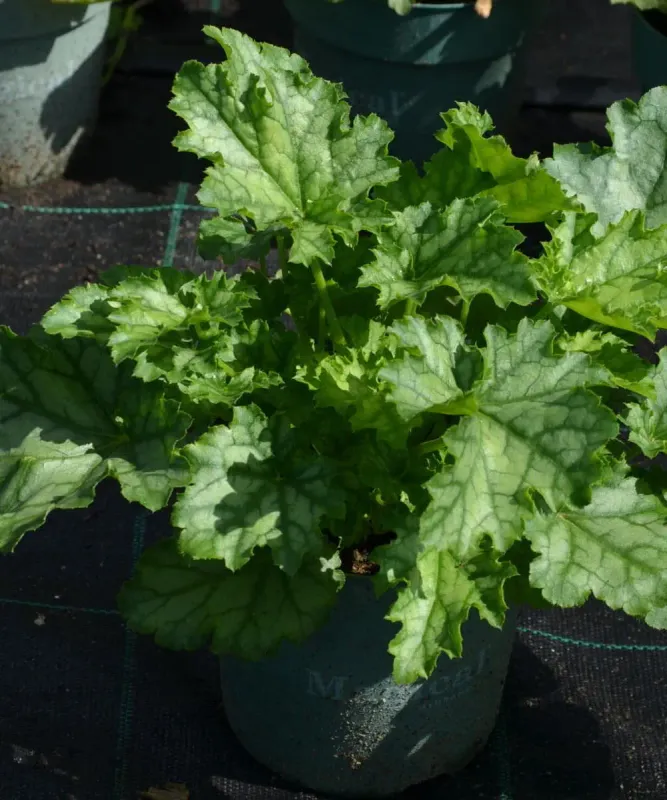 Żurawka 'Lime Swizzle'